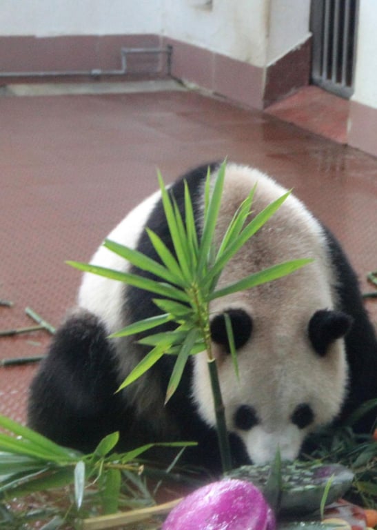 可爱小动物