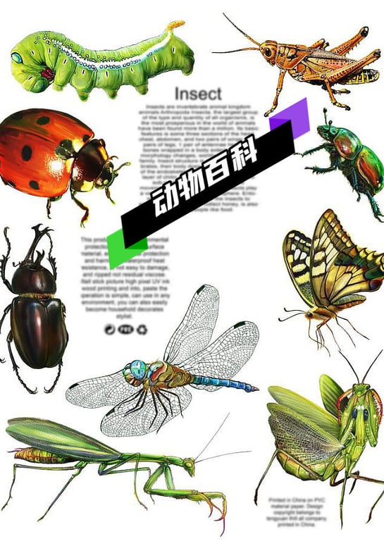 纪录片解说