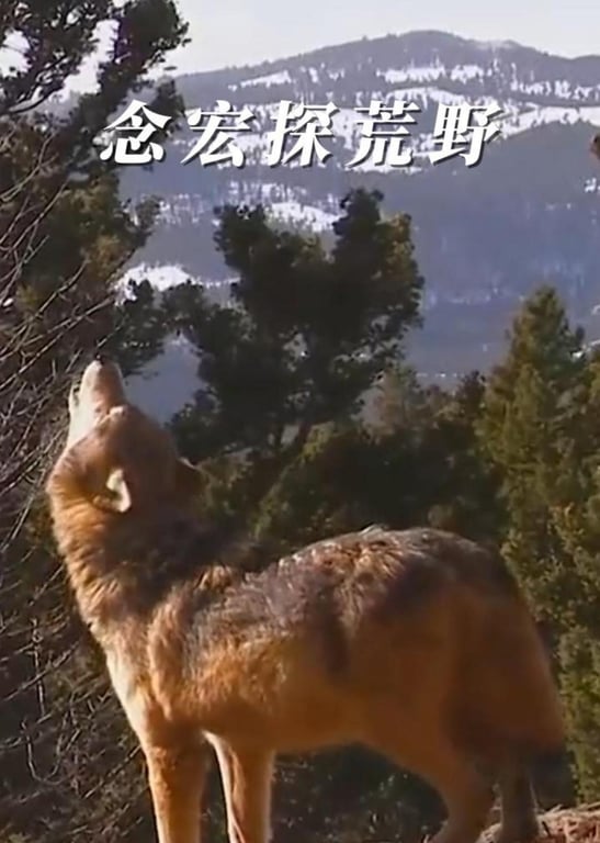 荒野解说合集