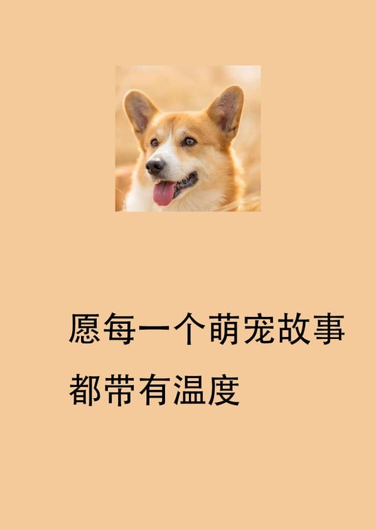 愿每一个萌宠故事都带有温度