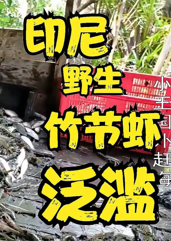 国外赶海：印尼抓青蟹捕捞野生竹节虾，当地人都不吃