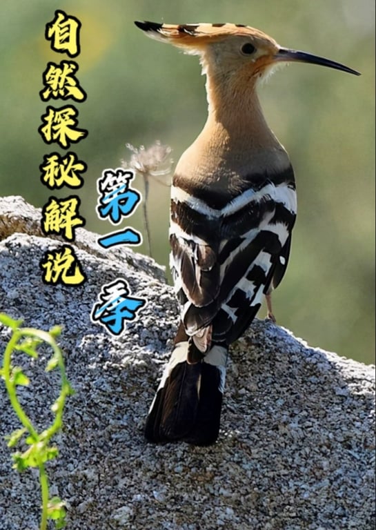 探秘自然