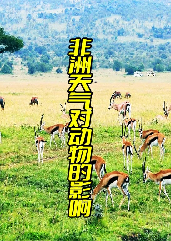非洲天气对动物的影响