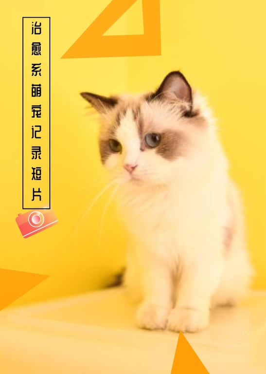 东西部兽医萌宠纪录片