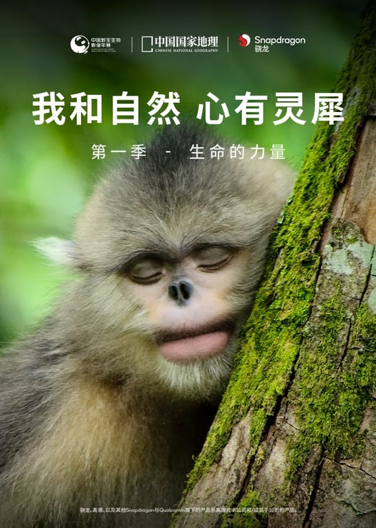 我和自然 心有灵犀 第1季：生命的力量
