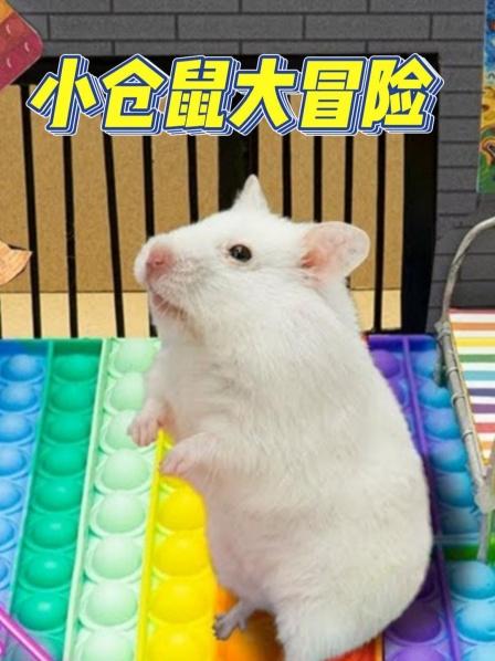 挑战新型流行障碍迷宫，仓鼠能从马桶逃离密室吗？（上）