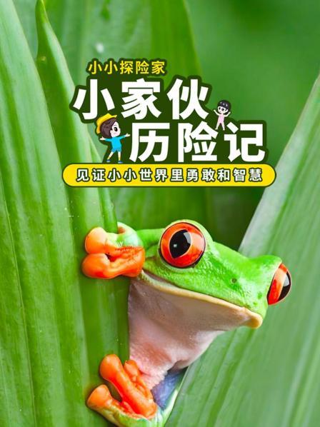 小家伙历险记：见证小小世界里勇敢和智慧
