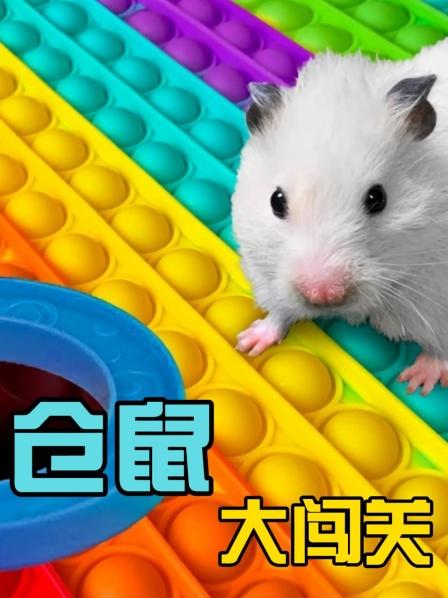 仓鼠大冒险：仓鼠被困海洋池监狱，重重戒备它能越狱成功吗？