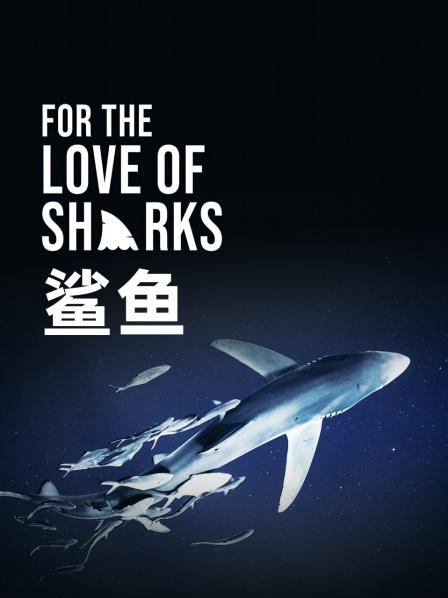 鲨鱼（上）