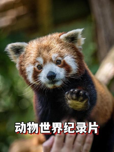 动物世界的生存法则