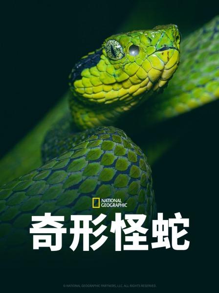 死亡蝮蛇等待猎物 竟拿自己的尾巴作诱饵