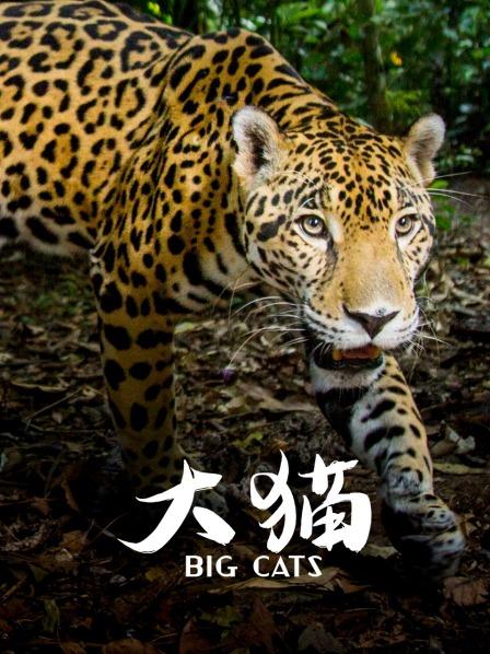 锈斑豹猫：世界上最小的猫科动物