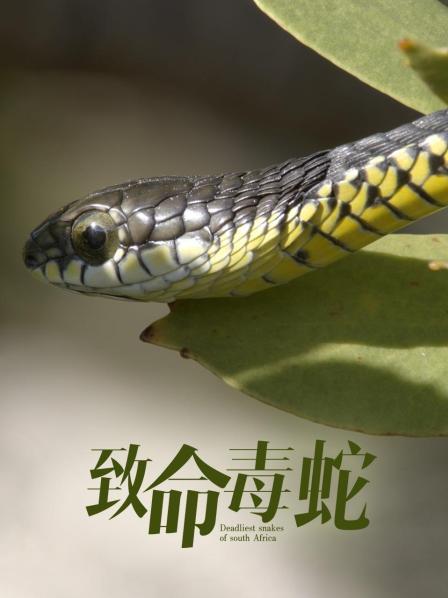 南非最致命的毒蛇 世界上拥有最长毒牙的蛇