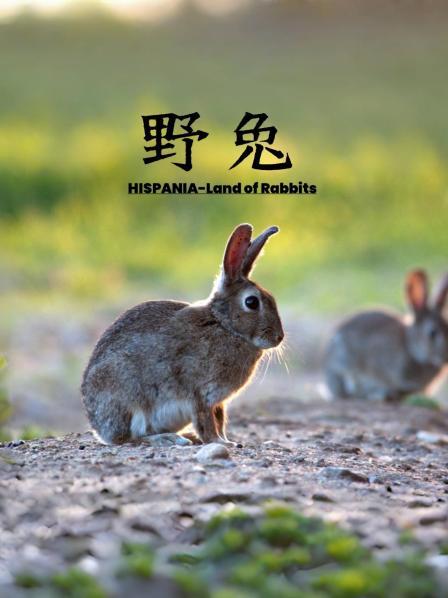 野兔