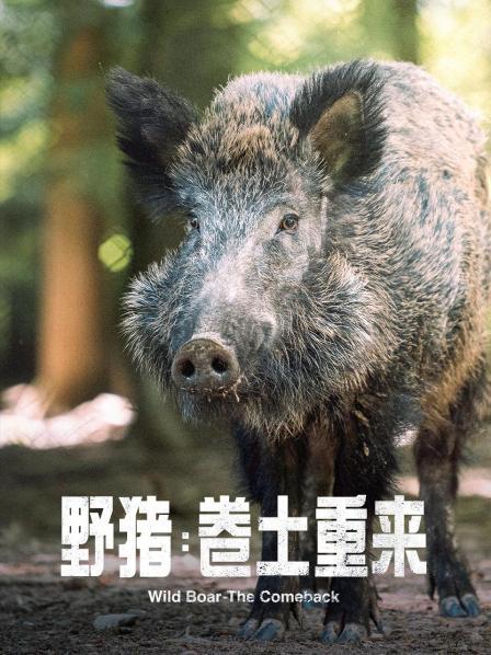 野猪：卷土重来