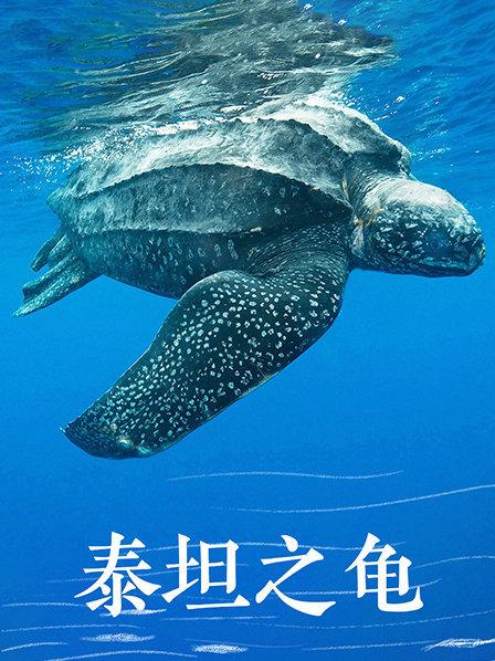海洋中的独行者 棱皮龟 像一座移动的岛屿在一年内穿越整片海洋