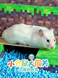 小仓鼠大闯关之我的世界