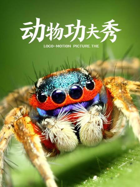 动物功夫秀