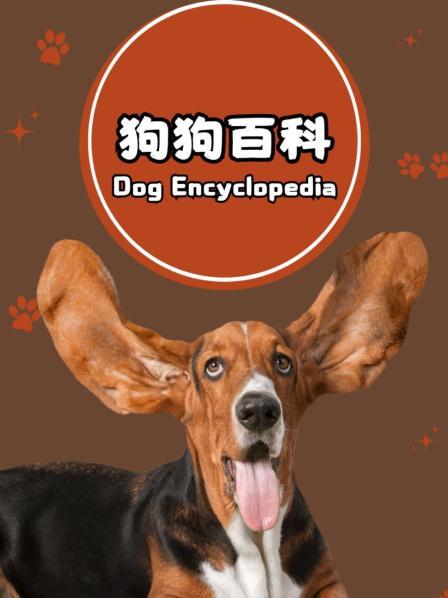 茶杯犬