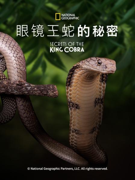 眼镜王蛇的秘密