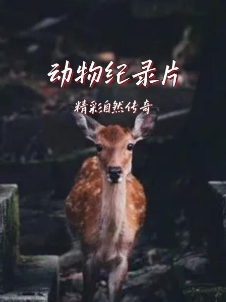 动物纪录片：精彩自然传奇