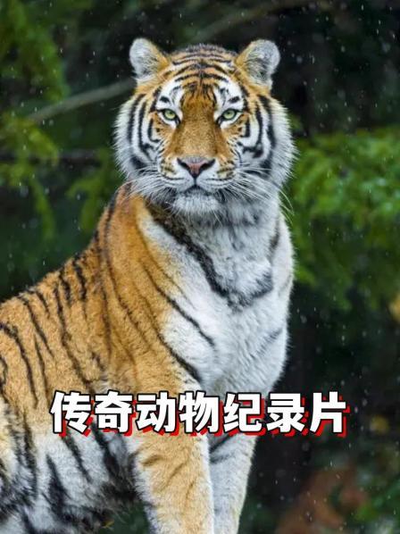 传奇动物纪录片