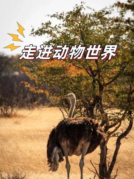走进动物世界