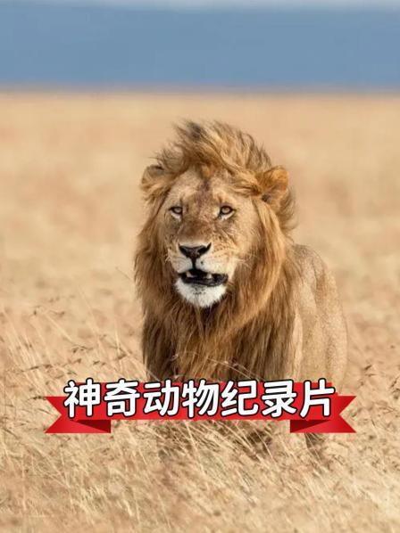神奇动物纪录片