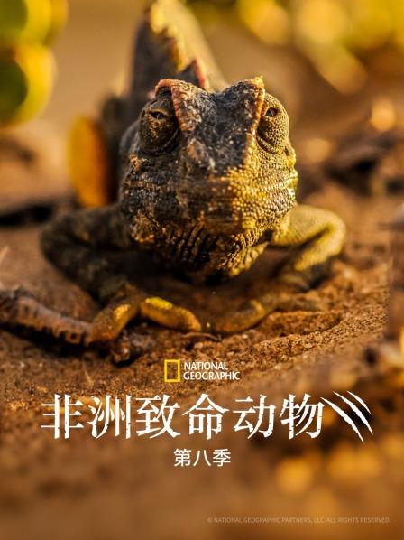 非洲致命动物 第八季