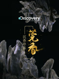 Discovery：沉香珍品 莞香