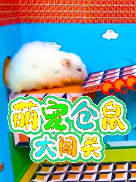 高空索道挑战，小仓鼠能过关吗？