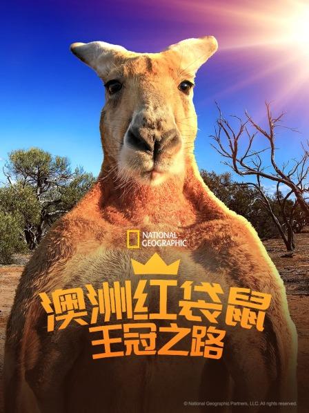 拥有超强战力的澳洲红袋鼠