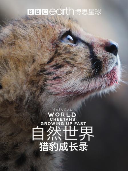 自然世界：猎豹成长录