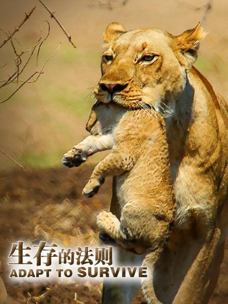 雄狮当面咬死小狮子 霸占母狮当妻子