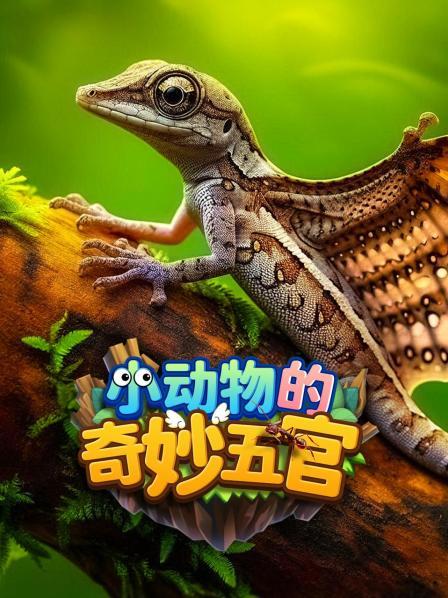 小动物的奇妙五官