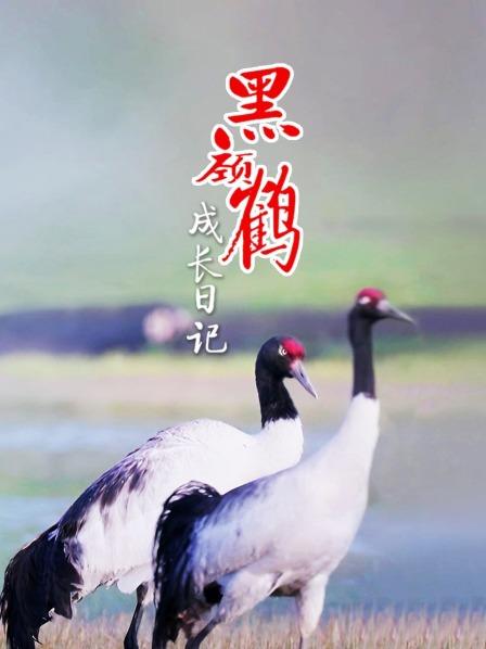 高原精灵黑颈鹤