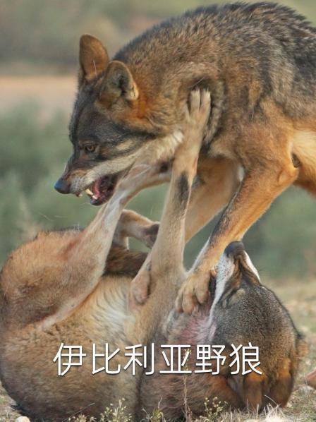 伊比利亚野狼