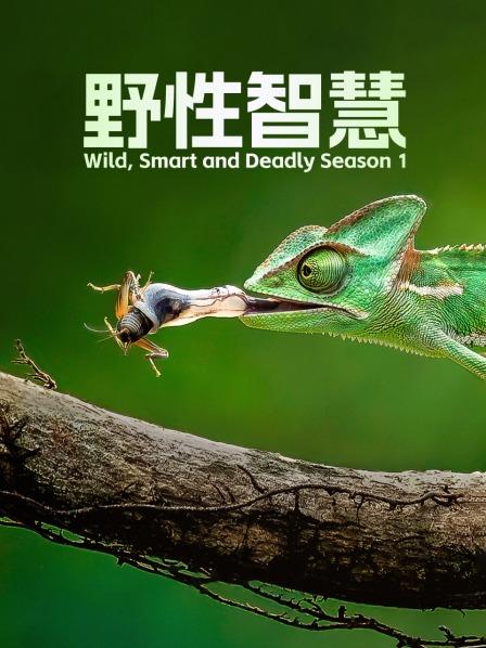 空中的捕猎者 塘鹅