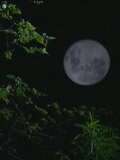 狂野之夜