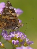 荒野邻居