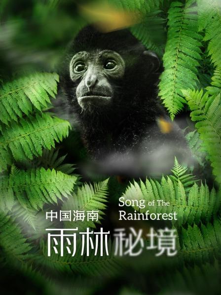 雨林秘境