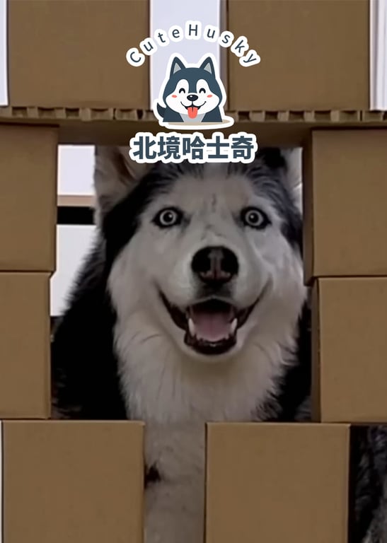 北境哈士奇