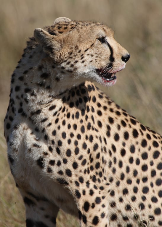 有趣的动物世界