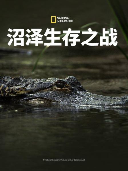 短吻鳄与美洲鳄的领地之争