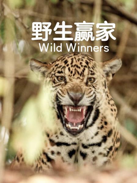 野生赢家（上）