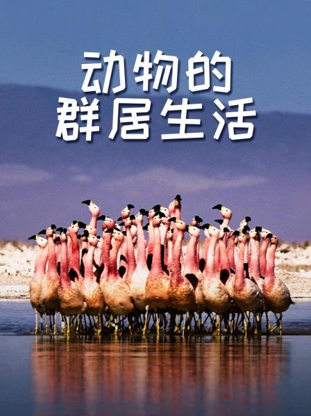动物的群居生活
