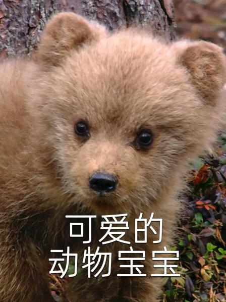 可爱的动物宝宝
