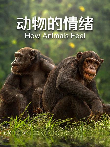 动物之间会产生共鸣吗？他们会体恤个别 无私奉献吗？