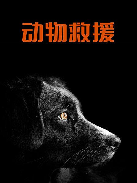 吉拉比动物医院，医生给两只狗狗做手术