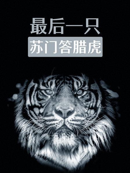 世界上最稀有的老虎种类之一：苏门答腊虎已不到400只